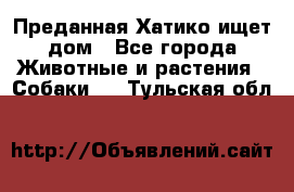 Преданная Хатико ищет дом - Все города Животные и растения » Собаки   . Тульская обл.